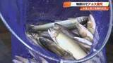 「渇水でアユ大量死か　10分で100匹回収「非常に危機的」高知の清流・物部川　気候変動で水温上昇しやすく」の画像1