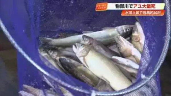 渇水でアユ大量死か　10分で100匹回収「非常に危機的」高知の清流・物部川　気候変動で水温上昇しやすく