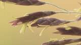「『謎の花』“120年に1度”続々と開花　「スズタケ」に「クロチク」も　長野県内の各地で一斉に　「83歳で初めて見た」一生に一度の奇跡か　詳しい生態は不明、情報提供募る」の画像1