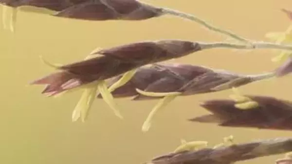 『謎の花』“120年に1度”続々と開花　「スズタケ」に「クロチク」も　長野県内の各地で一斉に　「83歳で初めて見た」一生に一度の奇跡か　詳しい生態は不明、情報提供募る