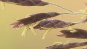 『謎の花』“120年に1度”続々と開花　「スズタケ」に「クロチク」も　長野県内の各地で一斉に　「83歳で初めて見た」一生に一度の奇跡か　詳しい生態は不明、情報提供募る