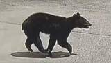 「クマが小学校の通学路に　防犯カメラに走っていく姿　市街地で目撃相次いだ翌日、1頭を麻酔銃で眠らせ捕獲、駆除　体重78.5キロのオス　胃は空の状態　同じ個体か　「まだ怖いけど、これで落ち着いてくれれば」 長野・千曲市」の画像1