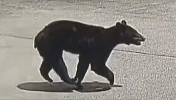 クマが小学校の通学路に　防犯カメラに走っていく姿　市街地で目撃相次いだ翌日、1頭を麻酔銃で眠らせ捕獲、駆除　体重78.5キロのオス　胃は空の状態　同じ個体か　「まだ怖いけど、これで落ち着いてくれれば」