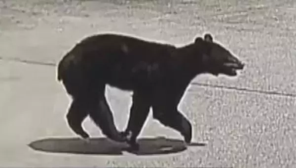 クマが小学校の通学路に　防犯カメラに走っていく姿　市街地で目撃相次いだ翌日、1頭を麻酔銃で眠らせ捕獲、駆除　体重78.5キロのオス　胃は空の状態　同じ個体か　「まだ怖いけど、これで落ち着いてくれれば」 長野・千曲市