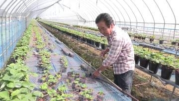 ナフサ不足で農業も危機　イチゴ農家「ビニールハウスの資材なければ休業」　農業資材の価格も1.4倍に高騰の見通し