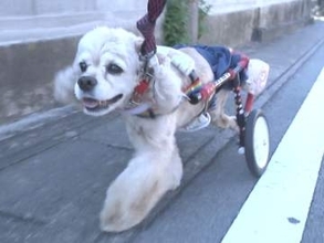 犬たちにもう一度“歩く喜び”を…犬専用のオーダーメイド車いすを製作 モットーは「飼い主もワンちゃんも笑顔に」
