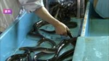 【速報】ウナギ取引規制「否決」確定　国際会議で日本の主張認められる