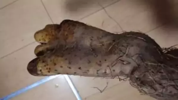 呼ばれて見に行くと、そこにあったのは“足”だった…掘り上げられた「足みたいな長イモ」がリアルすぎて家族騒然＆大爆笑【宮城発】