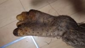 呼ばれて見に行くと、そこにあったのは“足”だった…掘り上げられた「足みたいな長イモ」がリアルすぎて家族騒然＆大爆笑【宮城発】