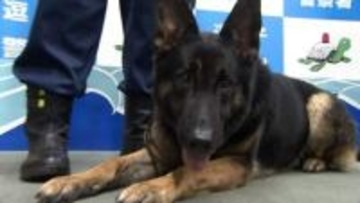 デビューしたての警察犬「リコー号」初のお手柄　「オラフ号」とともに行方不明の高齢男性発見　2頭に感謝状とドッグフード　神奈川・逗子署