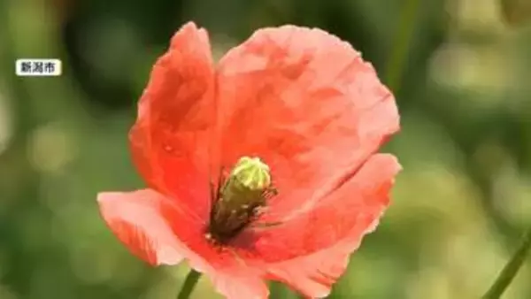 “触れると危険？”脇道のオレンジ色の花に注意　外来植物「ナガミヒナゲシ」が全国で拡大　驚異の繁殖力で駆除にも注意　新潟