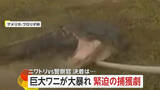 「「棒が折れちまった」大暴れする巨大ワニを警察官が捕獲に大苦戦　住宅街では“おとなしい”ニワトリ無事確保…実は9歳女の子のペット　アメリカ」の画像1
