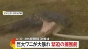 「棒が折れちまった」大暴れする巨大ワニを警察官が捕獲に大苦戦　住宅街では“おとなしい”ニワトリ無事確保…実は9歳女の子のペット　アメリカ