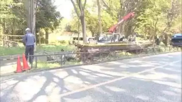 東京・世田谷の砧公園で4回目の倒木　高さ20メートルのコナラなど3本「車道通行できない」けが人なし　強風影響か