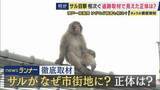 「“1匹のサル”が50キロ大移動？兵庫の市街地に相次ぎサル出没　「神戸から明石・加古川経て姫路へ」秋は交尾でメスいる群れに・春には新たな群れを探す“ハナレザル”か」の画像1