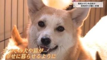 「小さな命を諦めない」純血種や被災犬も…年間約350匹の保護犬や保護猫を新しい家族へ繋ぐNPO法人「咲桃虎」