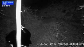 秦野市　ツキノワグマ1頭を駆除　山奥に放すも再び捕獲