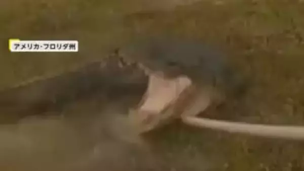 大暴れする巨大ワニを警察官が緊迫の捕獲劇…人に慣れていたニワトリはあっさり捕獲、飼い主は9歳の女の子　アメリカ