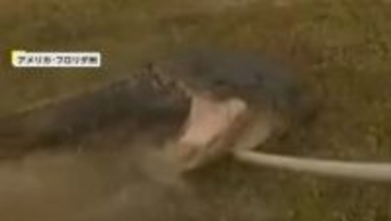 大暴れする巨大ワニを警察官が緊迫の捕獲劇…人に慣れていたニワトリはあっさり捕獲、飼い主は9歳の女の子　アメリカ