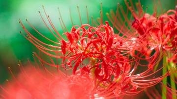 9月23日は「秋分の日」なぜ毎年日付が違う？祖先を敬う祝日【今日は何の日】