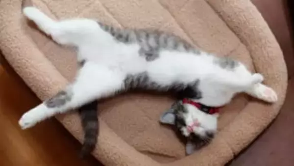 お腹が黒で背中が白の猫はいない！“ソースの垂れ具合”のように決まる「タキシード」「前髪」「眉毛とつけ鼻」柄が生まれる理由