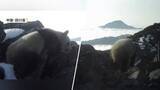 「なぜ？極寒の標高4000メートルにジャイアントパンダ出現　通常は1500～3500メートルの山林で生息　生態研究に活用へ」の画像1