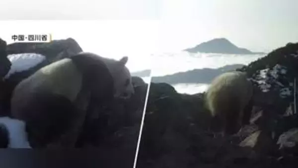 なぜ？極寒の標高4000メートルにジャイアントパンダ出現　通常は1500～3500メートルの山林で生息　生態研究に活用へ