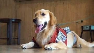 愛犬と泊まれる温泉宿の看板犬　1歳のゴールデンレトリバー音くん　屋内ドッグランを疾走！浴衣をおもちゃに大はしゃぎ
