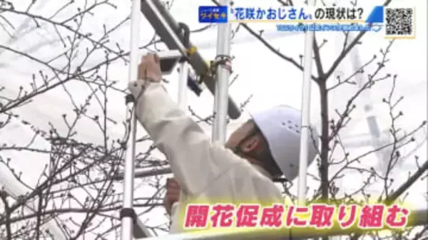 「やばっ…」サクラが想定より早く成長　“令和の花咲かおじさん”ヤキモキ　満開コントロールに奮闘中【広島発】