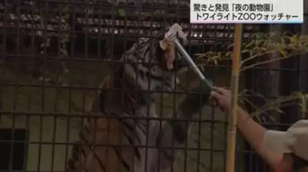 「いつも寝ているトラが元気」夜の動物園で子どもたちが大興奮　レッサーパンダのフンはどんな香り？飼育員と巡る夜の探検