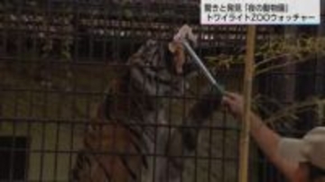 「いつも寝ているトラが元気」夜の動物園で子どもたちが大興奮　レッサーパンダのフンはどんな香り？飼育員と巡る夜の探検