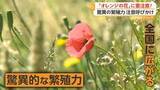 「ポピーに似たオレンジの花に注意…外来植物「ナガミヒナゲシ」が全国で拡大　素手で触ると「かぶれ・ただれ」のおそれ　専門家が駆除方法解説」の画像1