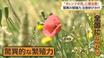 ポピーに似たオレンジの花に注意…外来植物「ナガミヒナゲシ」が全国で拡大　素手で触ると「かぶれ・ただれ」のおそれ　専門家が駆除方法解説