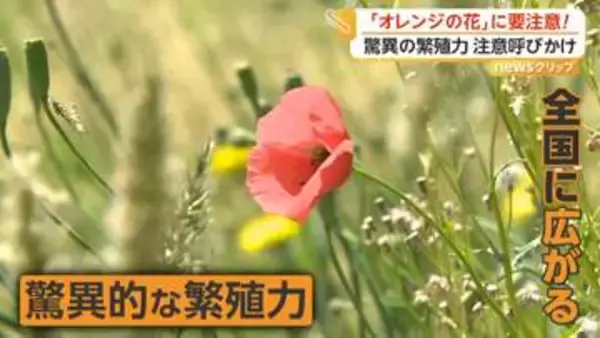 ポピーに似たオレンジの花に注意…外来植物「ナガミヒナゲシ」が全国で拡大　素手で触ると「かぶれ・ただれ」のおそれ　専門家が駆除方法解説