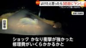 「修理費いくらかかるかと…」イノシシ3匹飛び出し車と衝突　早朝にシカとぶつかり車が走行不能に　動物と車の衝突相次ぐ