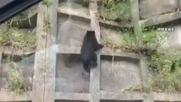 “食欲の秋”状態のクマ出没相次ぐ　街や公園にも「栗」や「クルミ」　9月の冬眠準備は山ではなく人里に来る個体も