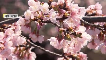 北日本は“春の嵐”も関東は春本番の暖かさ　各地で早咲き桜が見頃に　潮干狩りや“お城まつり”、酒イベントなど春のにぎわい広がる