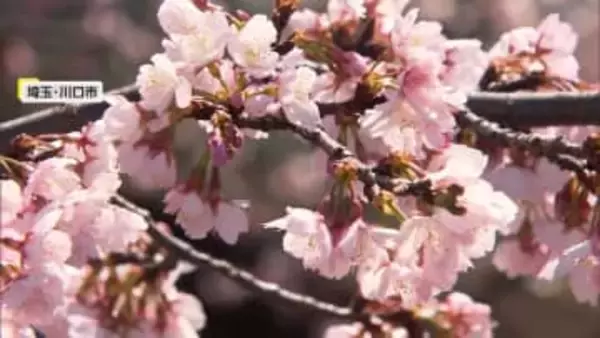 北日本は“春の嵐”も関東は春本番の暖かさ　各地で早咲き桜が見頃に　潮干狩りや“お城まつり”、酒イベントなど春のにぎわい広がる