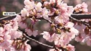 北日本は“春の嵐”も関東は春本番の暖かさ　各地で早咲き桜が見頃に　潮干狩りや“お城まつり”、酒イベントなど春のにぎわい広がる