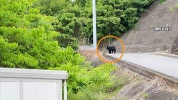 【速報】宇都宮市のクマは小学校に侵入か　宇都宮大学キャンパスから移動の可能性　警察や猟友会が捜索中