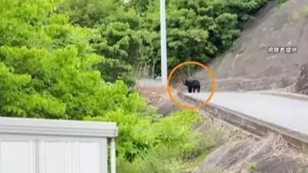 【速報】宇都宮市のクマは小学校に侵入か　宇都宮大学キャンパスから移動の可能性　警察や猟友会が捜索中