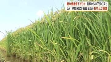新米価格値下がりか　JAが農家に支払う早期米「概算金」が去年比2割減　農家「まさかここまで下がるとは」