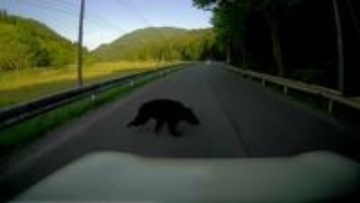【独自】クマと衝突し車が大破の瞬間映像　クマは起き上がり森へ　車の修理費は50万円…