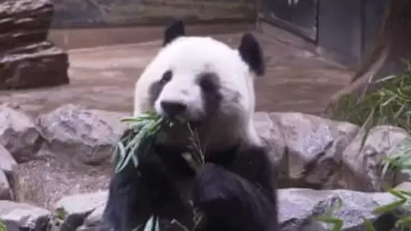 上野動物園のパンダ観覧　23日からインターネット事前予約した人のみに　屋外にいる姿の観覧は26日が最後に