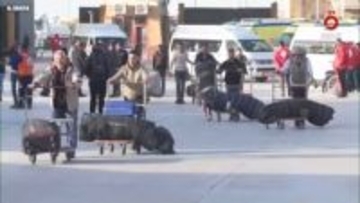 ラファ検問所1年ぶり人の往来再開…病人や負傷者ら許可へ　患者2万人が待機　ガザ地区とエジプトの境界　復興物資の搬入認めず