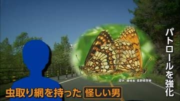 “絶滅危惧種”のチョウ「コヒョウモンモドキ」捕獲で全国初逮捕　「貴重なので捕まえたかった」55歳男を摘発　長野・松本市