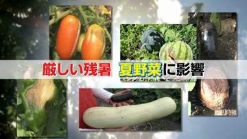 【異変】猛暑の影響で野菜ピンチ…生育不良＆巨大化“お化けキュウリ” 一方で“規格外”豊作の梨農家は歓喜
