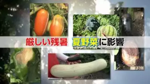 【異変】猛暑の影響で野菜ピンチ…生育不良＆巨大化“お化けキュウリ” 一方で“規格外”豊作の梨農家は歓喜