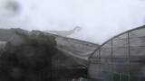 「沖縄接近の台風6号　倒木、停電で早くも被害　風にあおられ男性転倒　鹿児島含め約10万人に避難指示」の画像1