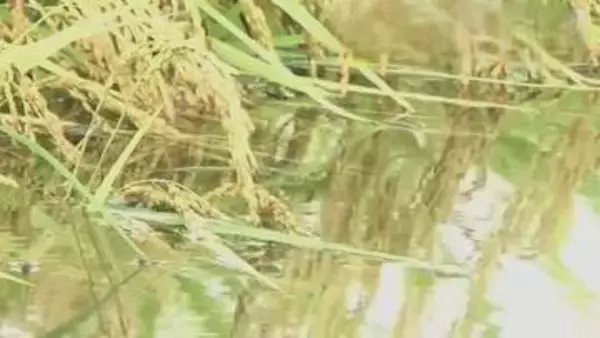 農地は水浸し…数億円の被害が見込まれる繊維工場　福井の記録的大雨　日に日に被害が明らかに　建物の浸水は400棟超